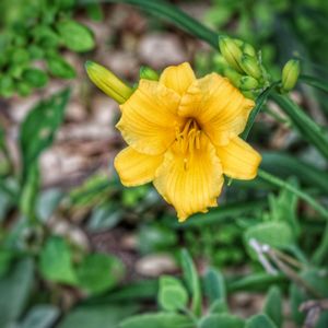 Close-up of yellow flower