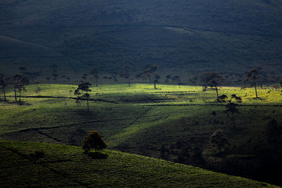 Scenic view of agricultural field