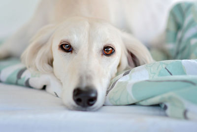 Intensive dog eyes of purebred adorable white saluki / persian greyhound. happy, relaxed female dog