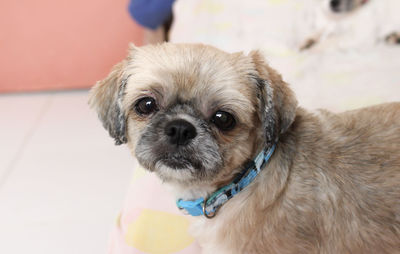 Close-up portrait of dog at home