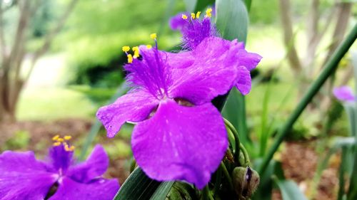 Close-up of purple iris blooming outdoors