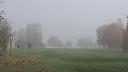 Trees on field against sky