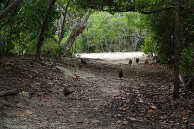 Birds in forest