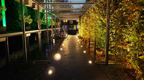 Walkway amidst illuminated trees at night