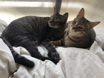 Cat relaxing on bed at home