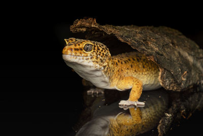 Close-up of lizard on black background