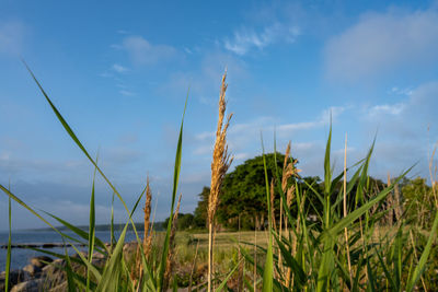 Close-up of grass on field against sky