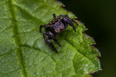 Close-up of insect on leaf