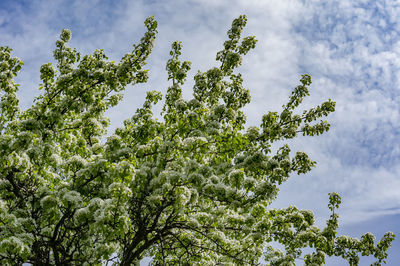 Pear tree blossom. white flowers on branch