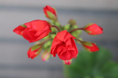 Close-up of red rose plant