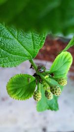 Close-up of insect on leaf