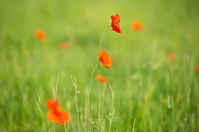 Close-up of red poppy flower on field