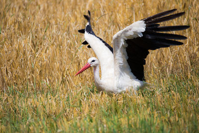 Close-up of duck on field