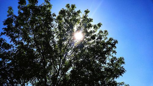 Low angle view of trees against sky