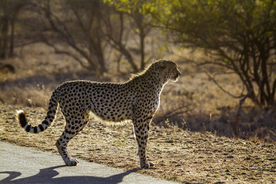 Side view of giraffe on field