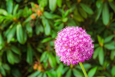 Close-up of pink flowering plant