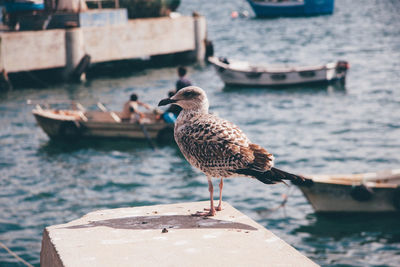 Close-up of seagull perching on retaining wall