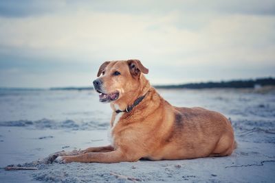 Dog resting on sand at beach during sunset