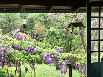 Purple flowering plants by window in yard of house