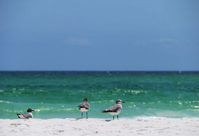 Seagulls at beach against sky