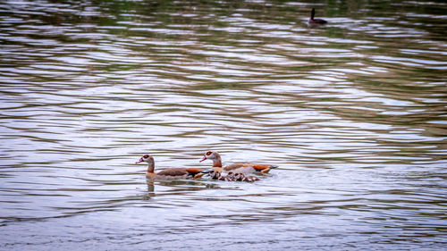 High angle view of ducks swimming in lake