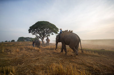 People over elephants on grass