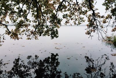 Reflection of trees in water