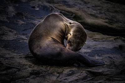 High angle view of sea lion