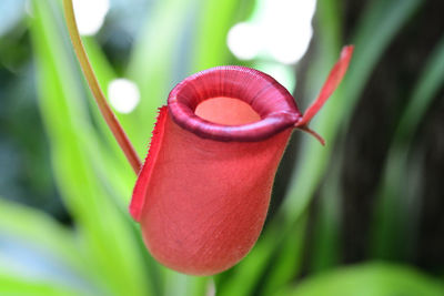 Close-up of red flowering plant