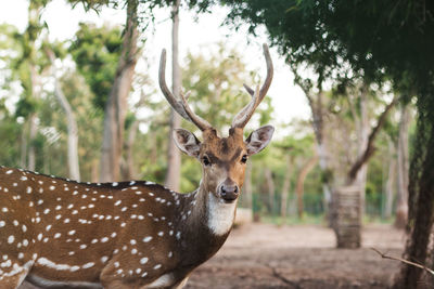 Portrait of deer