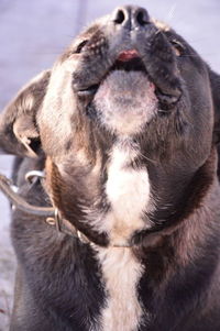 Close-up of a dog looking away