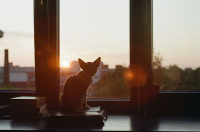 Cat sitting on window sill