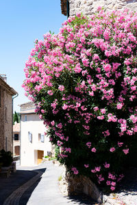 Pink flowering plant against building