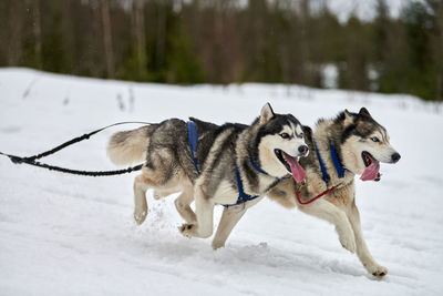 Running husky dogs on sled dog racing. winter dog sport sled team competition. husky dogs in harness