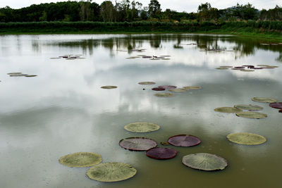 Scenic view of lake