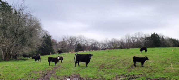 Cows grazing in a field