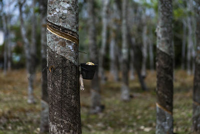 Close-up of lizard on tree trunk in forest