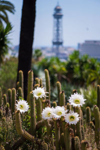 Close-up of flowers growing in park