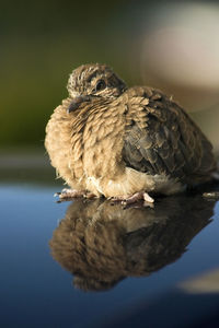 Close-up of owl perching on a lake