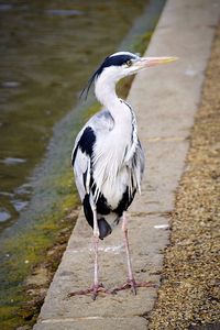 Close-up of bird perching on water