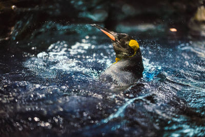 View of a bird in water