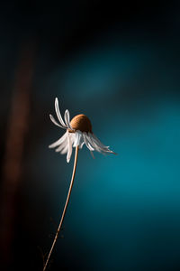 Close-up of wilted flower