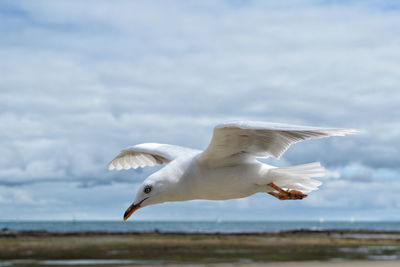 Seagull flying over sea against sky