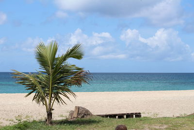 Palm tree on beach against sky