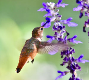 Close-up of bird perching on tree