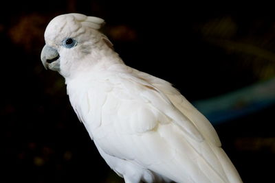 Close-up of a parrot