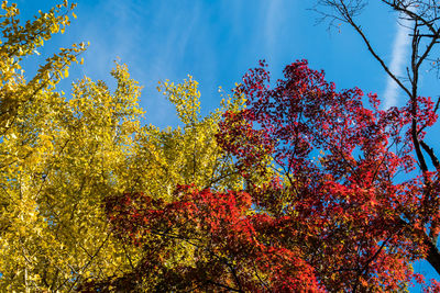 Low angle view of autumnal trees against blue sky