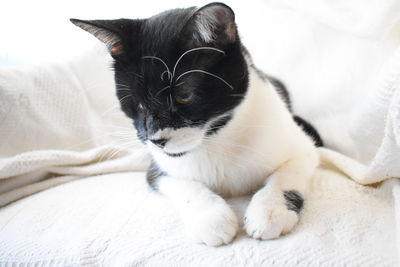 Close-up of cat resting on bed