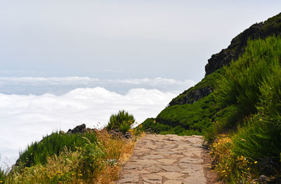 Footpath amidst plants against sky