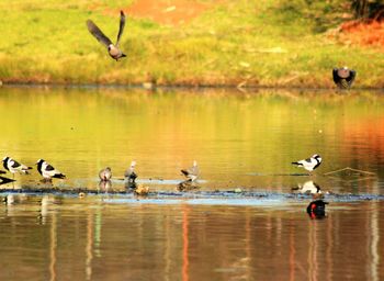 Bird flying over lake